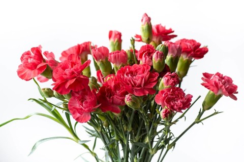 Bouquet of pink carnation flowers. Clove flowers, White background