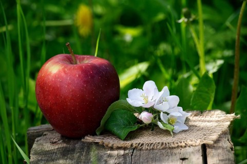 Red apple and apple blossoms on a wooden bench in the shadow of the garden and blurred green grass