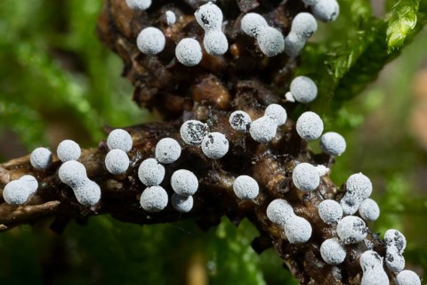 Grey globe slime mould several spherical greyish fruiting bodies next to each other on branches