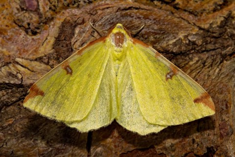 Brimstone moth (Opisthograptis luteolata)