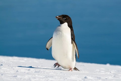 Adelie Penguin (Pygoscelis adeliae), Antarctic Peninsula, Antarctica