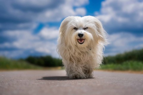 Small white dog runs towards the camera