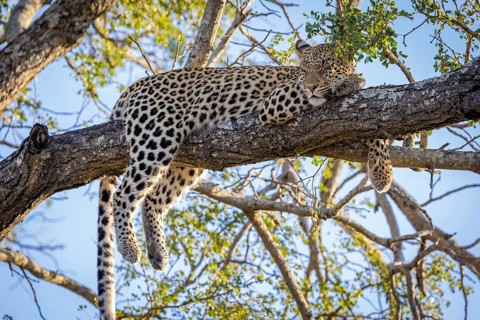 African leopard, Panthera pardus, lying on tree, Manyeleti Game Reserve, South Africa, Africa