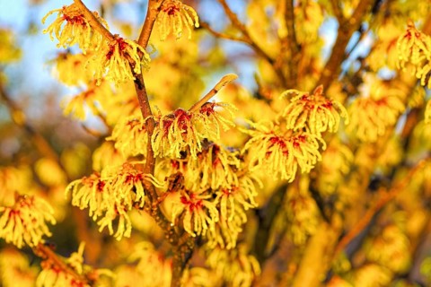 Hamamelis shrub blooms in winter, Hamamelis with yellow flowers is blooming in winter