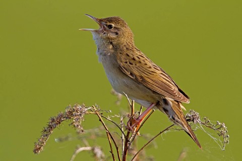 Common Grasshopper Warbler (Locustella naevia)
