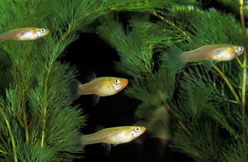 Mosquito Fish (gambusia affinis)