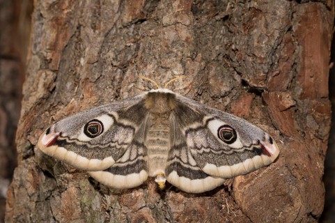 Small emperor moth, female, Saturnia pavonia, small emperor moth, female