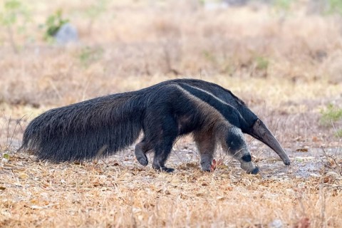 Giant anteater (Myrmecophaga tridactyla), at dusk, in front of sunrise, Pantanal, inland, wetland,