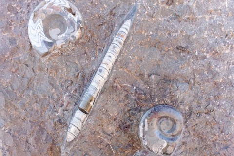 Fish and shellfish fossils recovered from Morocco's Atlas Mountains show that the desert was a sea