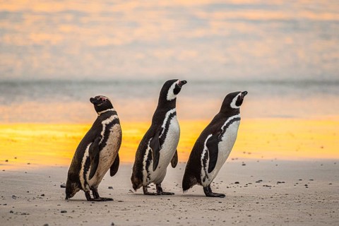 Magellanic penguins (Sphreniscus magellanicus), group in the morning light on a beach, Volunteer