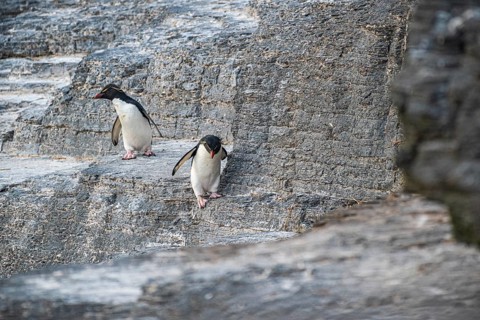 Rockhopper penguins (Eudyptes chrysocome) in their habitat, Bleaker Island, Falkland Islands, Great