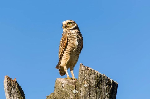 Beautiful owl (Glaucidium minutissimum) on top of a tree trunk