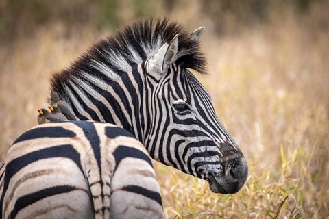 Plains zebra (Equus quagga) with red-billed oxpecker (Buphagus erythrorynchus) on its back,