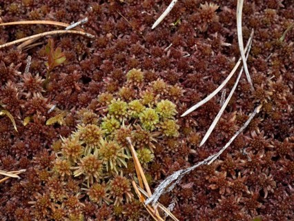 Close-up of sphagnum moss in Norway with old needles of a pine tree