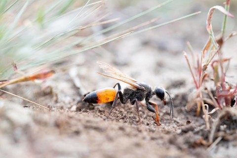 Golden digger wasp (Sphex funerarius), digs its nest in the sandy soil, Döberitzer Heide nature