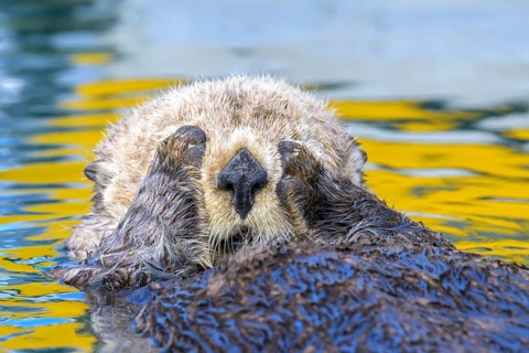 A sea otter (Enhydra lutris) holds its paws to its face in water with yellow reflections, Seward,