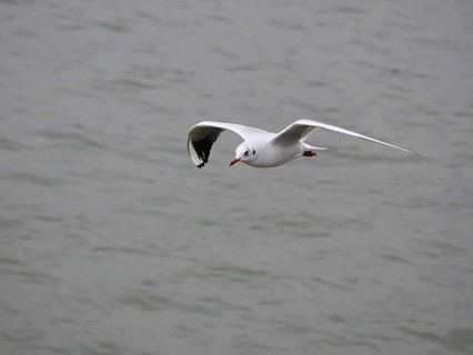 Flying seagull (Larinae) on the Rhine, blurred background, Cologne, Germany, Europe