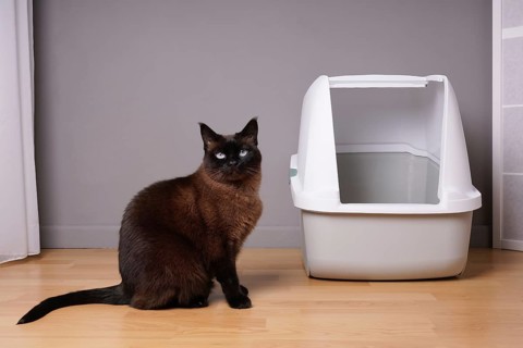 siamese cat sitting next to closed kitty litter box in living room at home