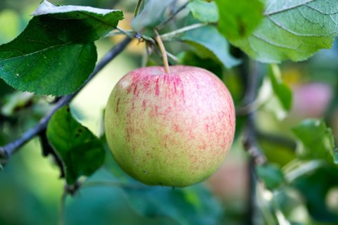 Jonagold Rubinstar, apple cultivar
