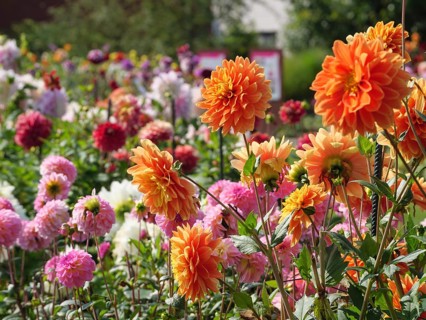 Vibrant garden with colourful dahlias in orange, pink and other colours on a sunny day, legden,