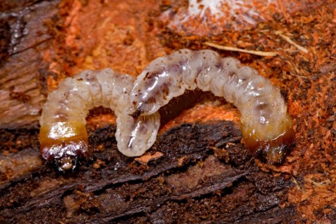 Ribbed pine borer, larvae (Rhagium inquisitor)
