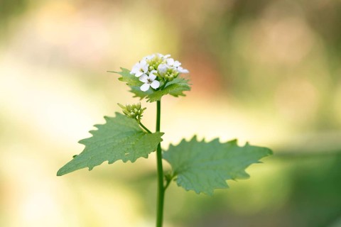 Garlic mustard (Alliaria petiolata), close-up of flowers and leaves, Velbert, North