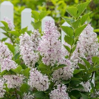 Korean lilac (Syringa patula 'Miss Kim')