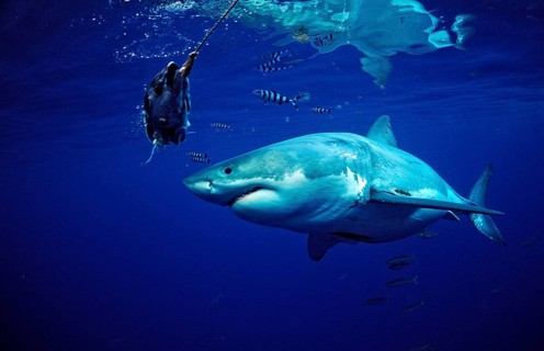 Great white shark, Carcharodon carcharias, Mexico, Pacific Ocean, Guadalupe, Central America