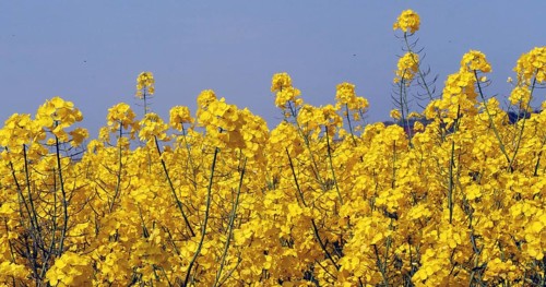 Wind and Rape field (brassica) napus, Normandy in France