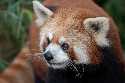 Beautiful images of a red panda