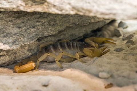 Desert scorpion under a Rock
