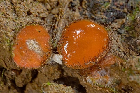 Common Shield Borer (Scutellinia scutellata)