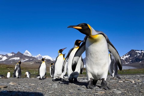 King penguins (Aptenodytes patagonicus), St Andrews Bay, South Georgia, King Penguin
