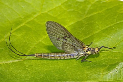 Ephemera danica (Ephemera danica)