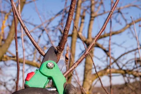 Spring pruning in the garden. Pruning an apple with garden shears. Spring pruning of fruit trees in