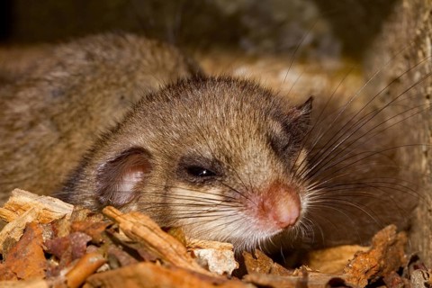 Edible dormouse (Glis glis), young in bird nesting box