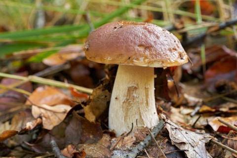 Porcini mushroom in the forest in autumn