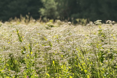 Valerian (Valeriana officinalis), Apotheker-Wiese, Hermann-Löns-park in Hannover, Lower Saxony,