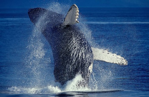 Humpback whale (megaptera novaeangliae), adult breeds, Alaska