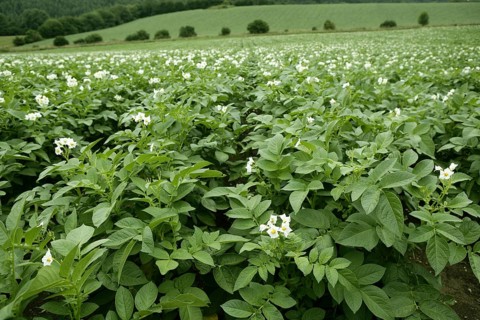 Green potatoes field in flowers on a summer afternoon