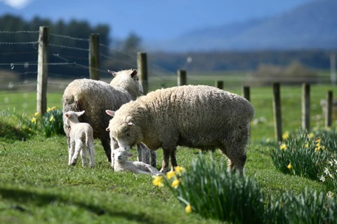 Spring lambs and sheep in a paddock of daffodils near Ikamatua, West Coast, New Zealand, Oceania