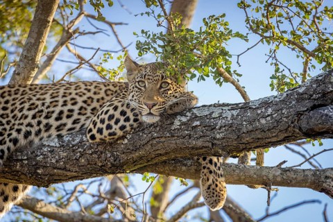 African leopard, Panthera pardus, lying on tree, portrait, Manyeleti Game Reserve, South Africa,