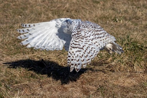 The Snowy owl, also known as the polar owl, the white owl and the Arctic owl on the shore Lake