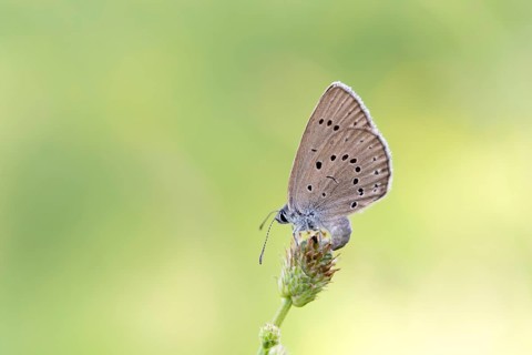 Pale meadow blue (Phengaris teleius), great burnet (Sanguisorba officinalis), butterfly laying