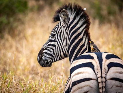 Plains zebra (Equus quagga) with red-billed oxpecker (Buphagus erythrorynchus) on its back,