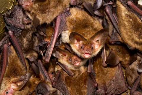 Bechstein's bats (Myotis bechsteinii)