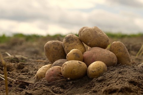 Heap of newly dug or harvested potatoes in a low angle view on rich brown earth in a concept of