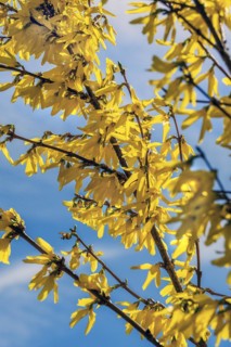 Flowering forsythia branches (Forsythia), Niedersonthofen, Allgäu, Swabia, Bavaria, Germany, Europe