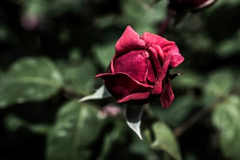 Blooming beautiful colorful rose bud in garden nature background
