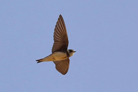 Sand martin with open wings flying right looking in front of blue sky